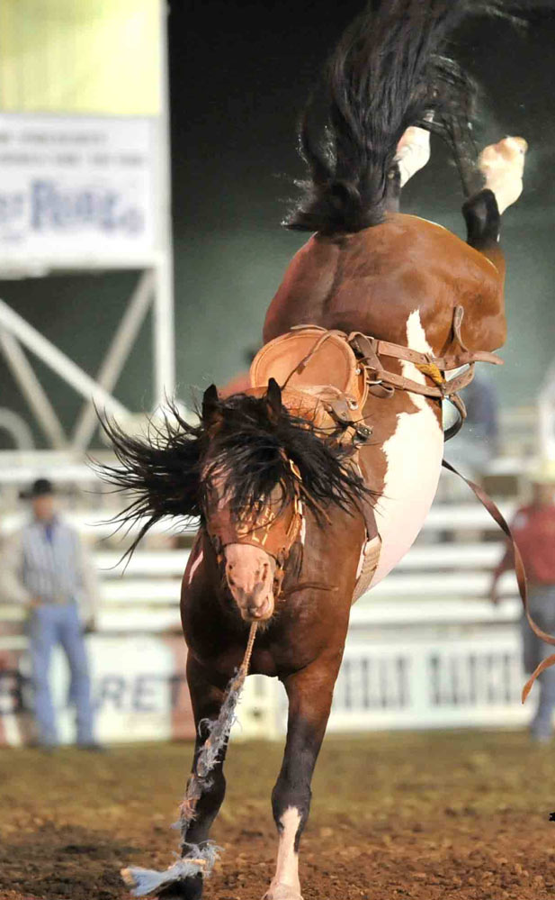 Horses for sex in San Antonio